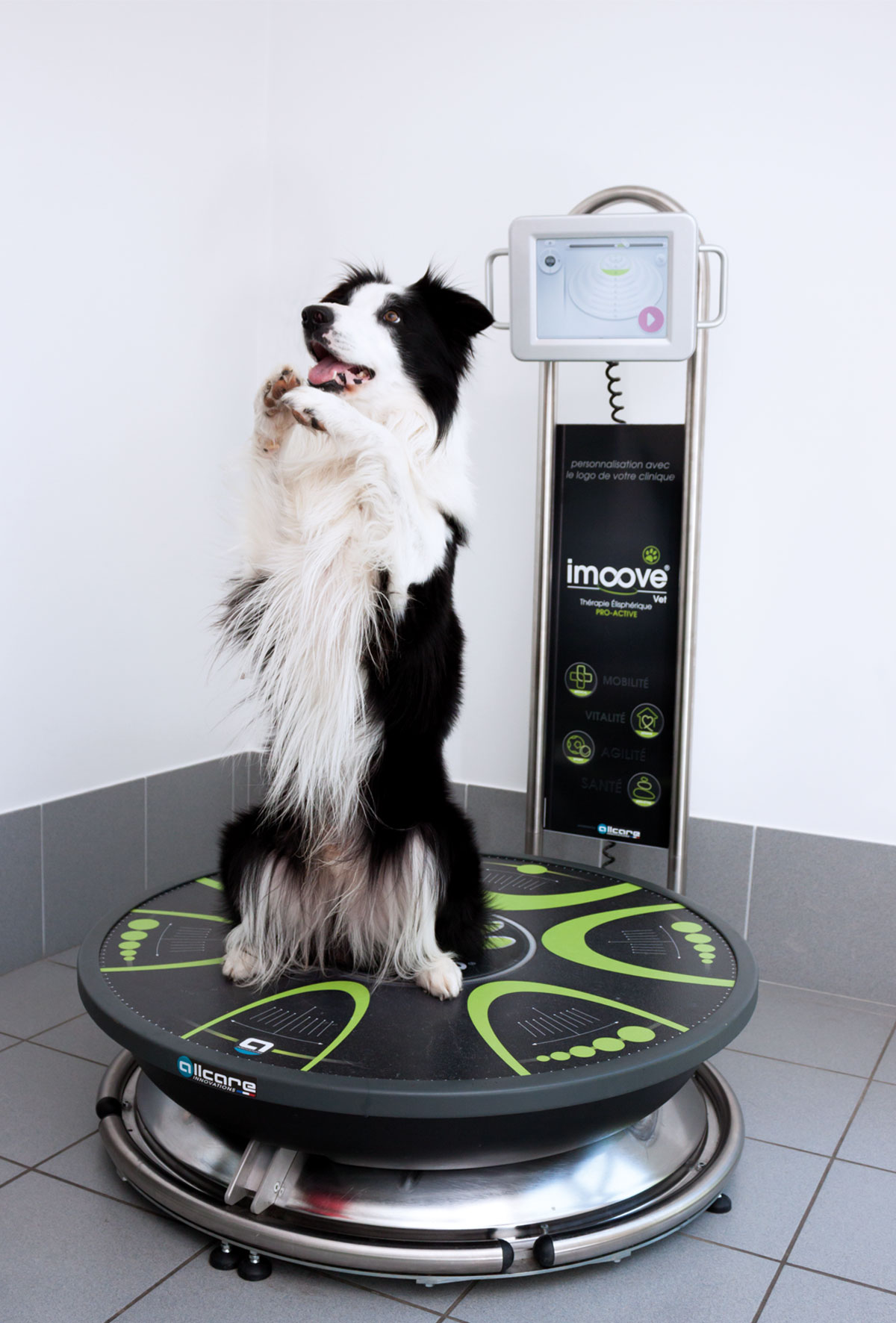 IMoove VET Border Collie